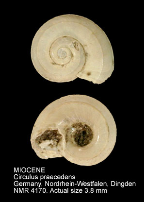 MIOCENE Circulus praecedens.jpg - MIOCENE Circulus praecedens (Koenen,1882)